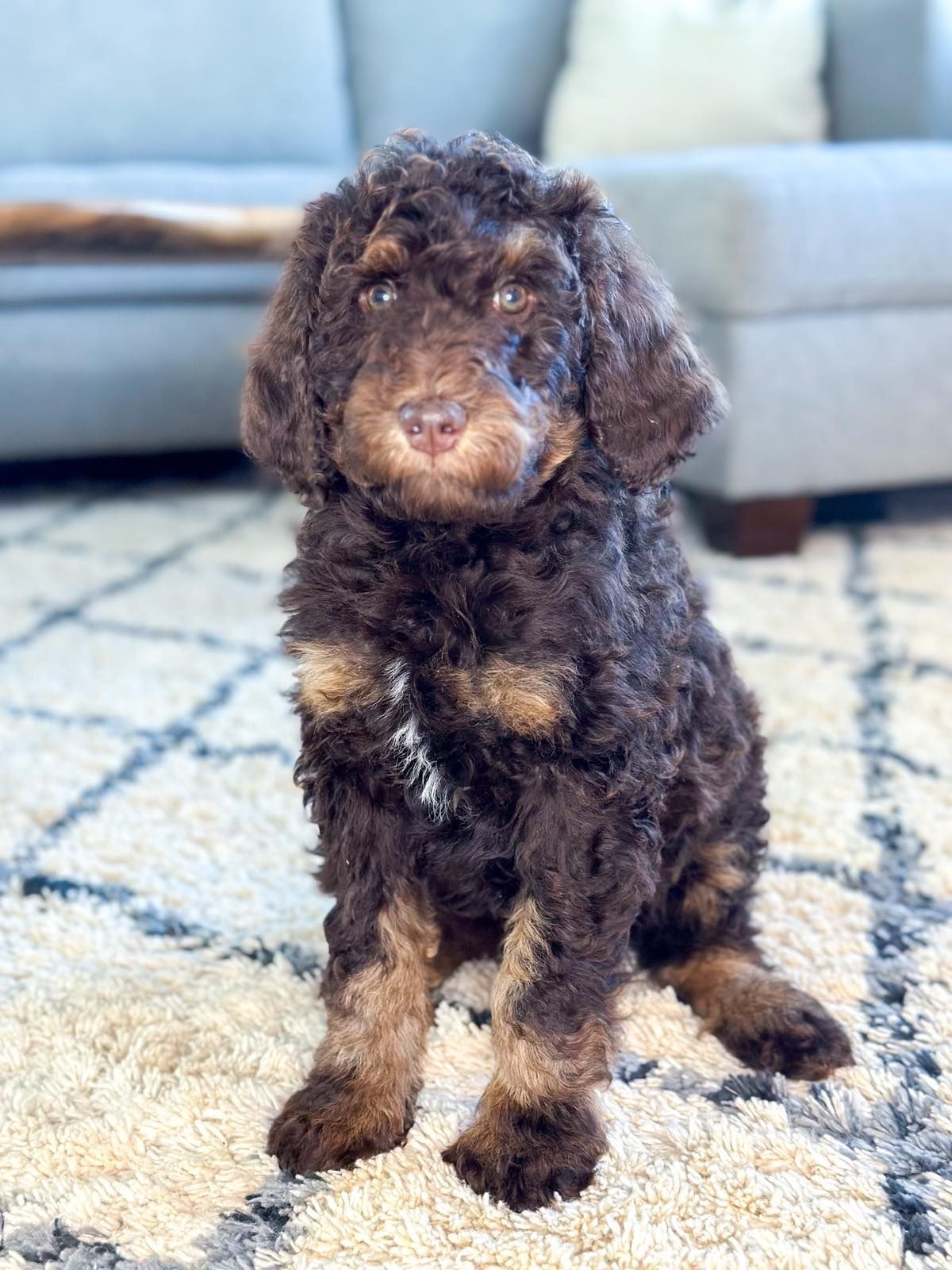 phantom blown and red standard poodle puppy photoshoot for sale in simpsonville and greenville south carolina