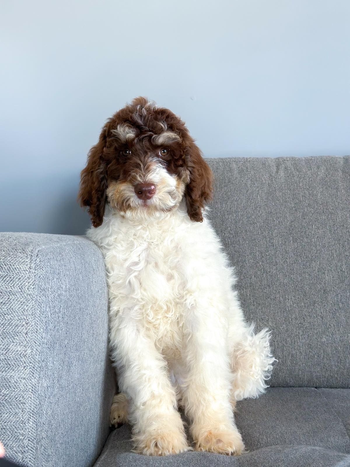 standard poodle puppy 9 weeks old, tri color phantom parti poodle in simpsonville, south carolina