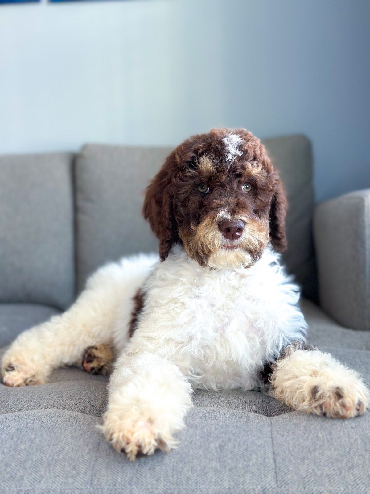 standard poodle puppy 9 weeks old, tri color phantom parti poodle in simpsonville, south carolina