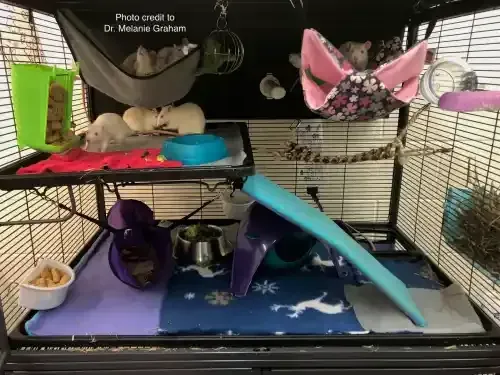 A wire cage containing five pet rats in hammocks, on platforms, and exploring, with colorful toys and fleece bedding.