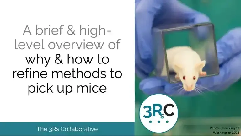 Title slide about refining mouse handling, showing gloved hands using a clear tunnel to pick up a white mouse.