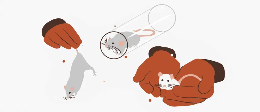 Gloved hands handle small rodents, showing one held by the tail, one in a tube, and one cupped safely in palms.