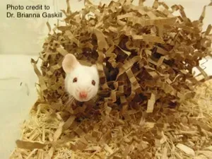 A white mouse peeking out from a nest made of shredded brown paper bedding.