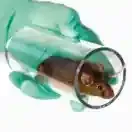 A gloved hand holds a clear, cylindrical mouse restrainer containing a brown and white mouse.
