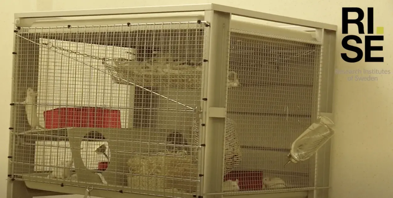 A metal wire cage for small pets with plastic levels, a water bottle, and a white wheel, set against a plain wall.