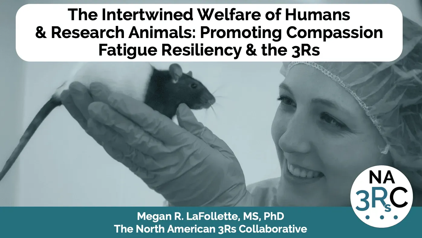 A researcher in scrubs gently holds a rat, with text about animal welfare, compassion fatigue, and the 3Rs.