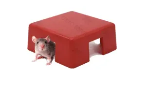 A gray rat peeking out from under a red plastic square shelter against a white background.