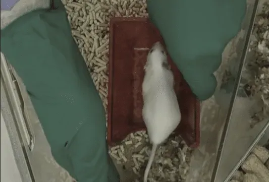 A white lab mouse stands on a small, red plastic shelter inside an enclosure with wood pellet bedding.