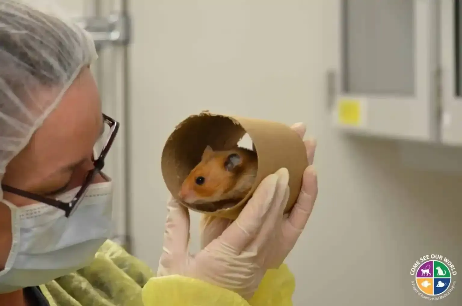 A gloved professional holds a cardboard tube containing a golden-brown hamster in a clinical setting.