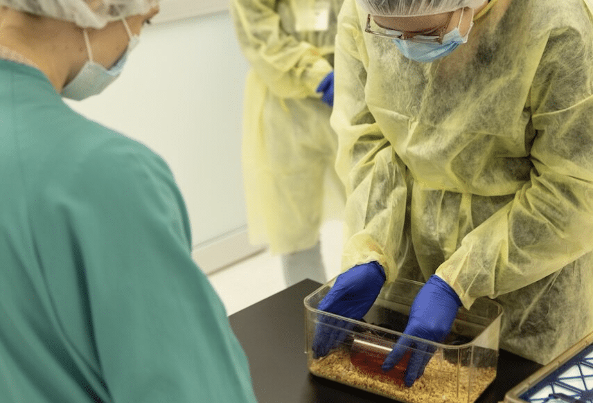 People in lab coats, masks, and blue gloves inspect a small, transparent container of bedding in a clinical setting.