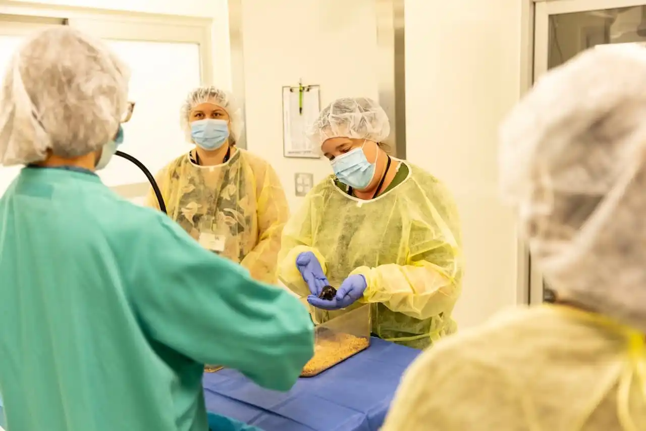 Four professionals in medical scrubs, masks, and caps stand in a sterile lab, one examining a small dark object in hands.