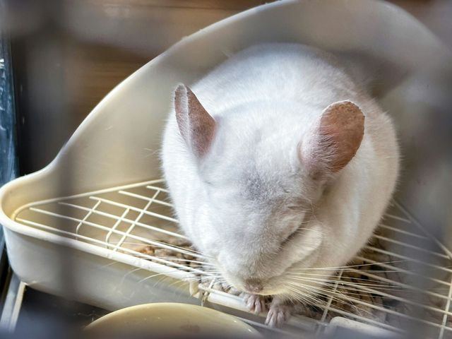 A white chinchilla sits curled up with its eyes closed, resting inside a corner litter pan with a wire grate floor.