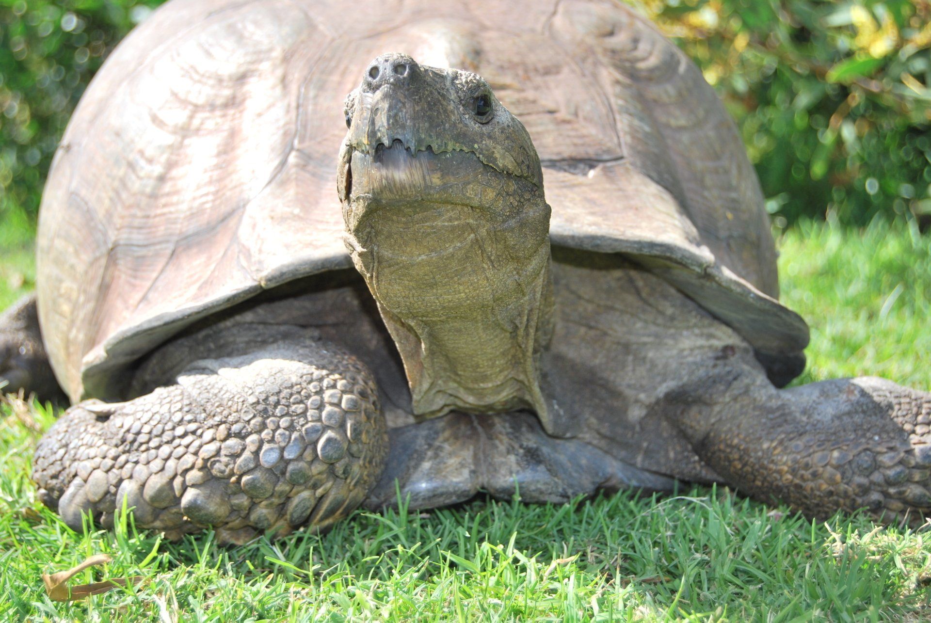 A large tortoise is laying in the grass and looking at the camera.