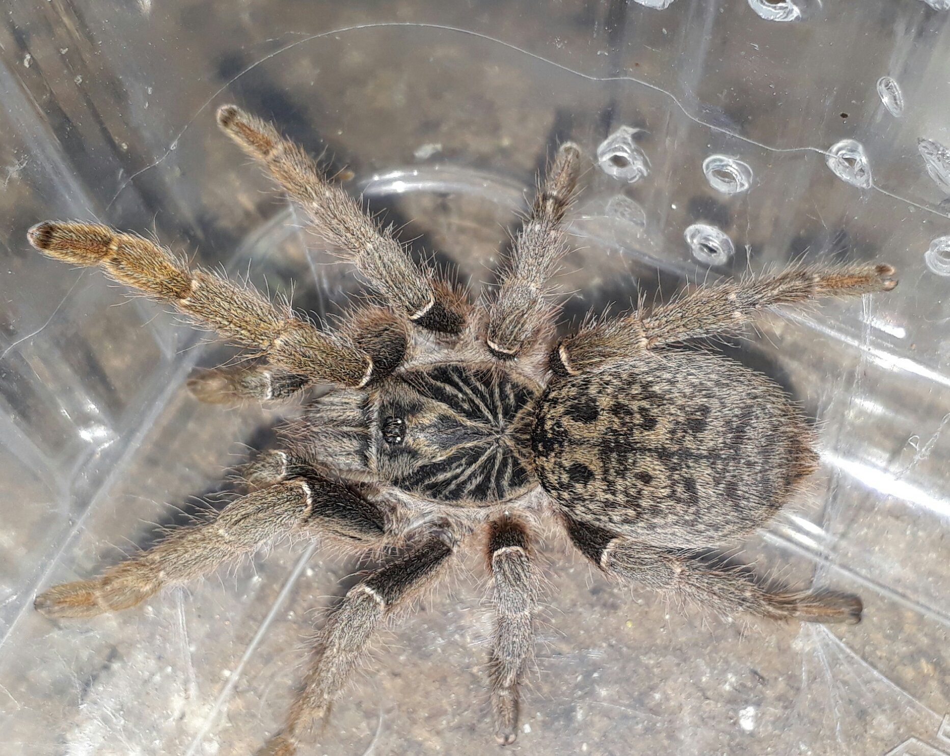 A close up of a spider in a plastic container