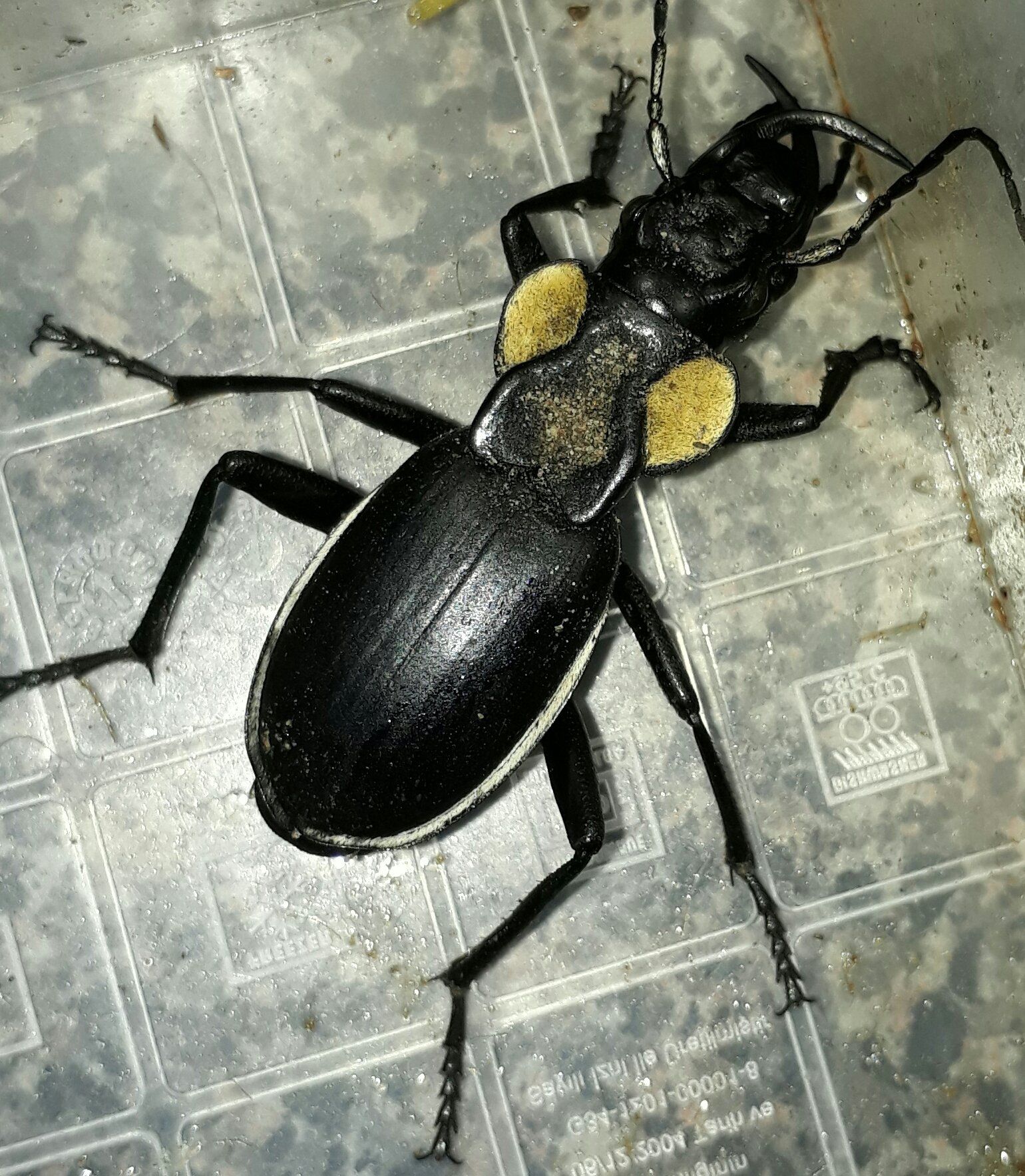 A black beetle is sitting on top of a plastic container.