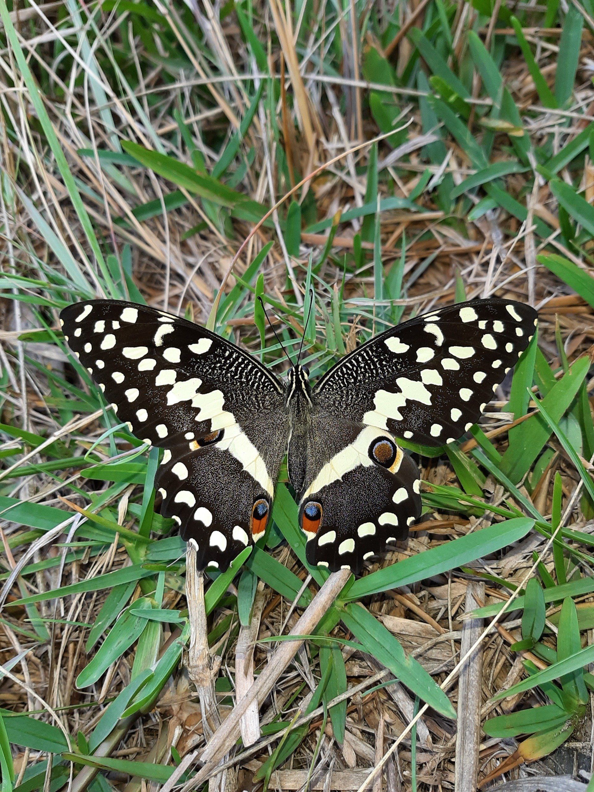 A black and white butterfly is sitting in the grass.