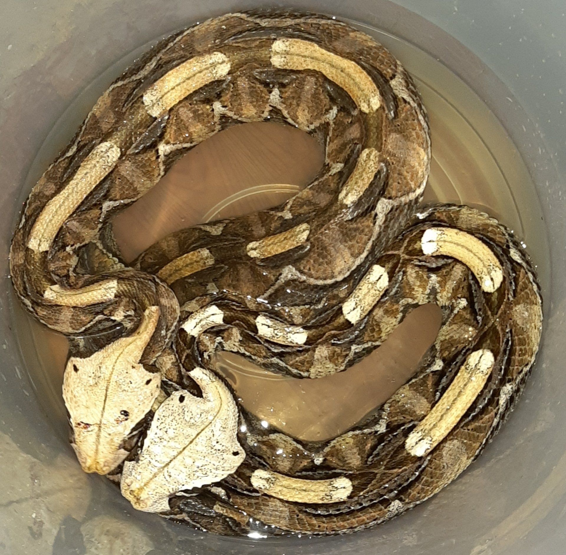 A snake is laying in a bucket of water