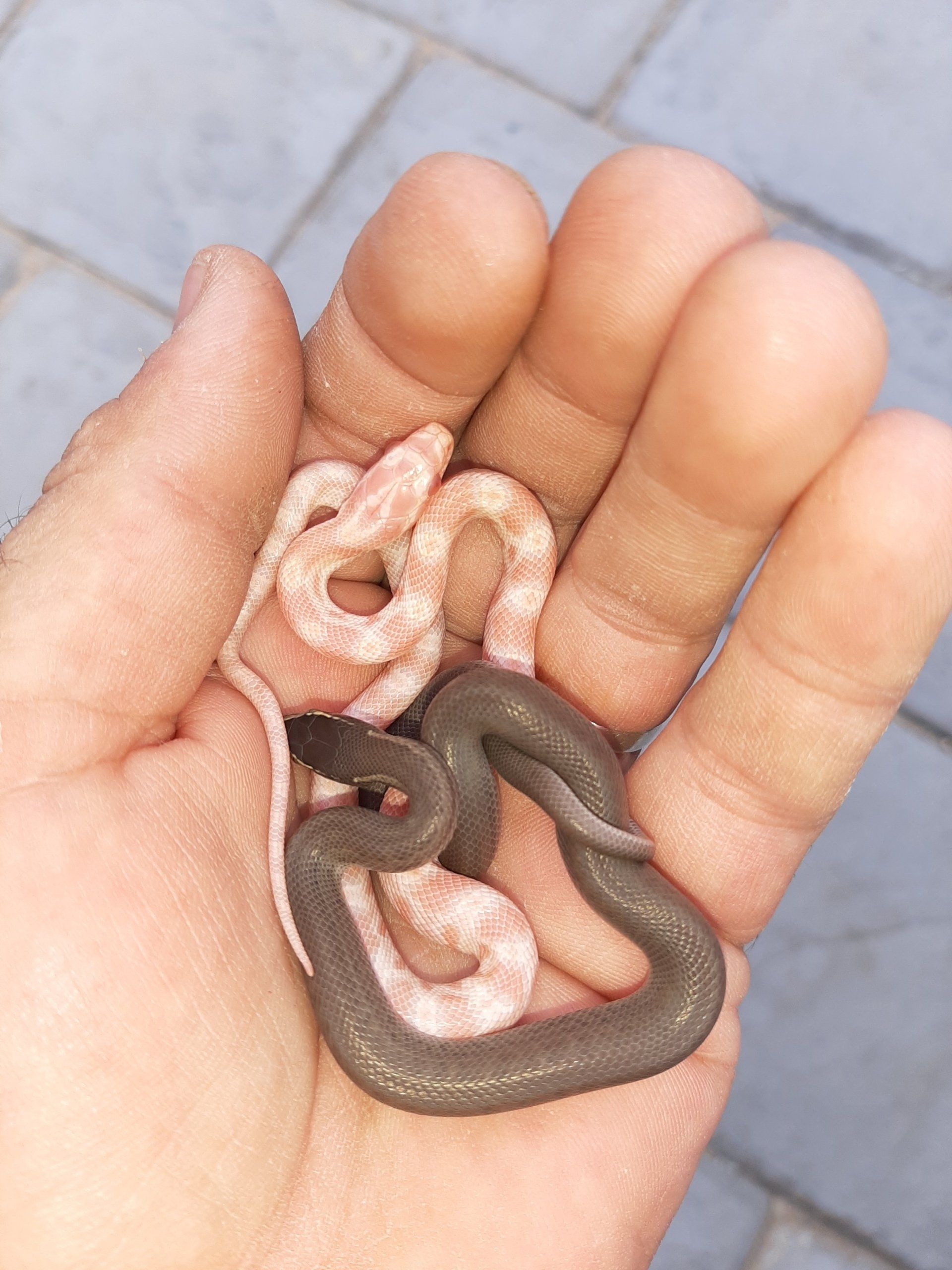 A person is holding three snakes in their hand.