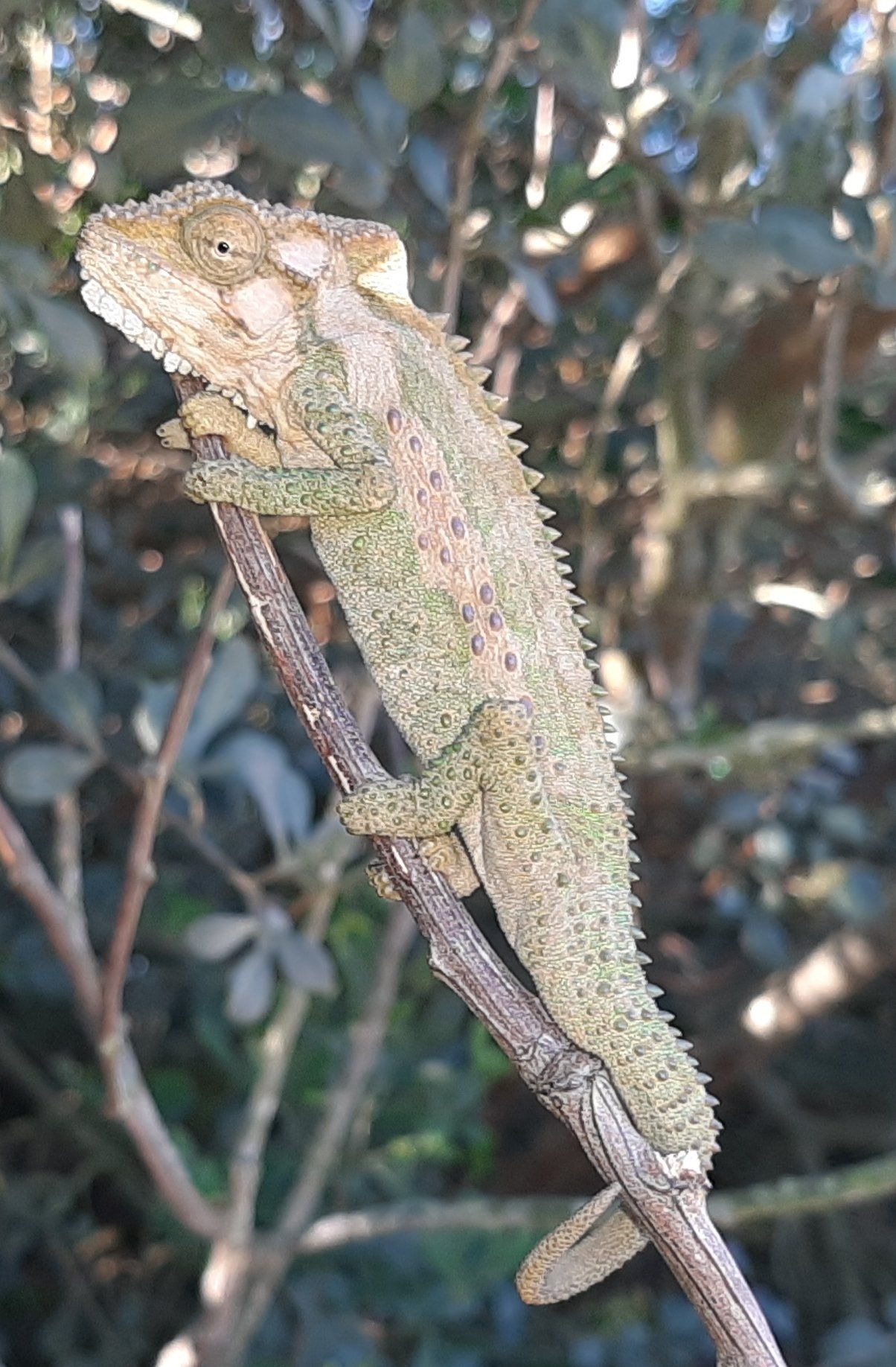 A chameleon is sitting on a tree branch.