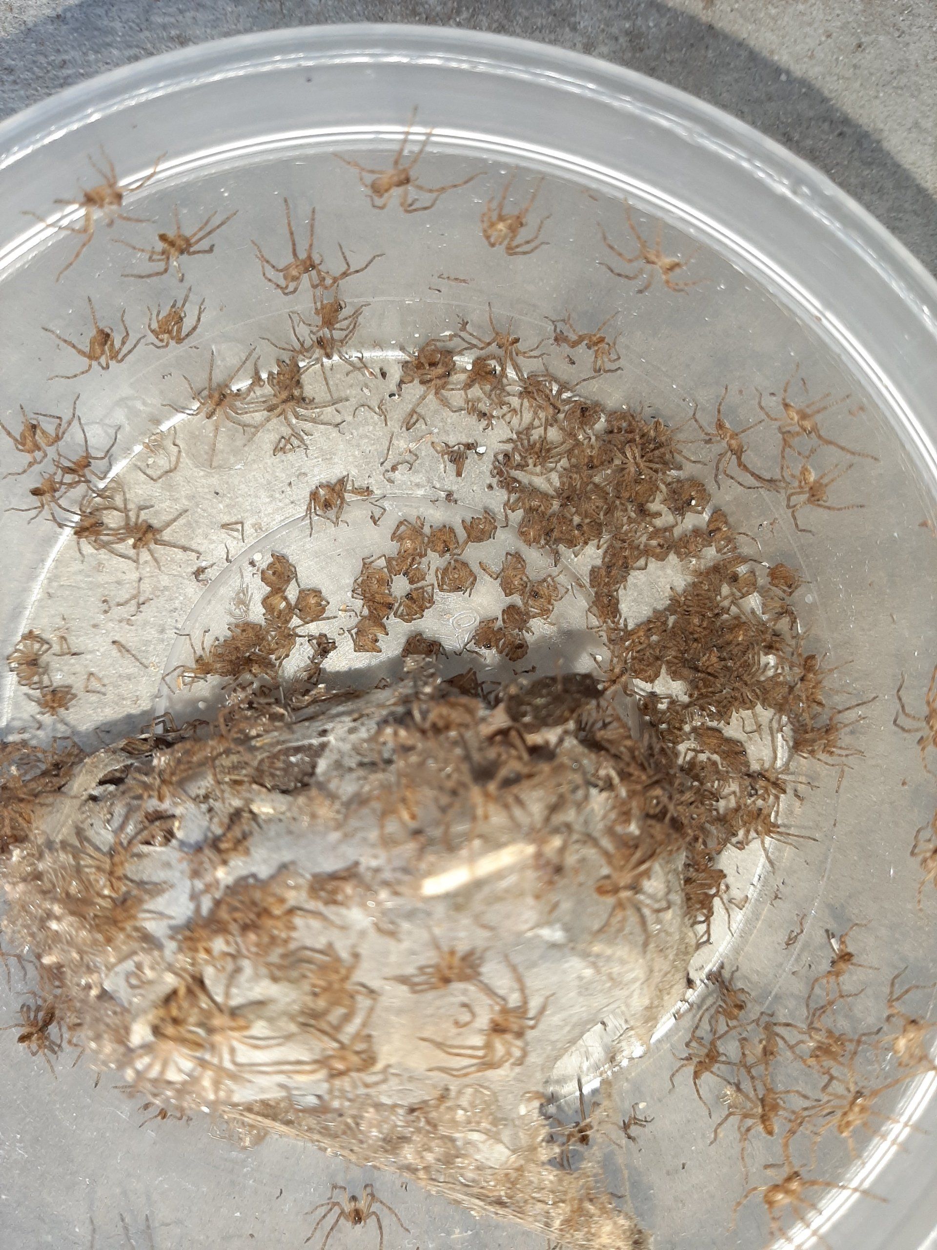 A plastic container filled with spiders and a piece of meat