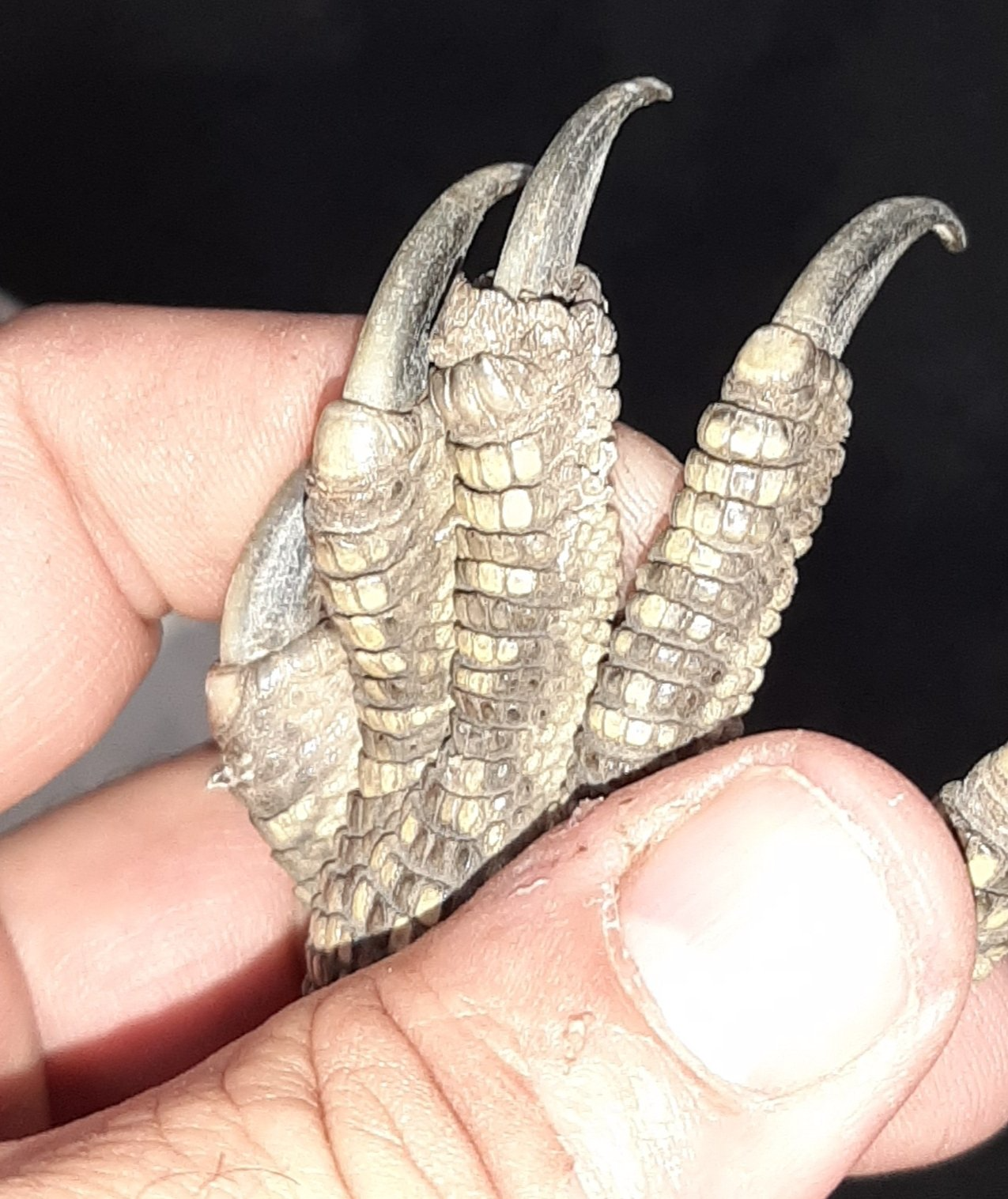 A person is holding a bird claw in their hand