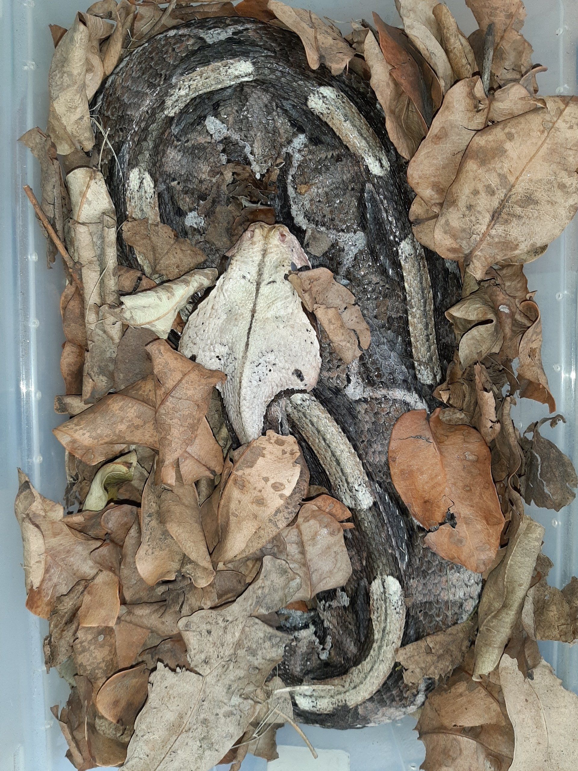 A snake is laying in a pile of leaves in a plastic container.