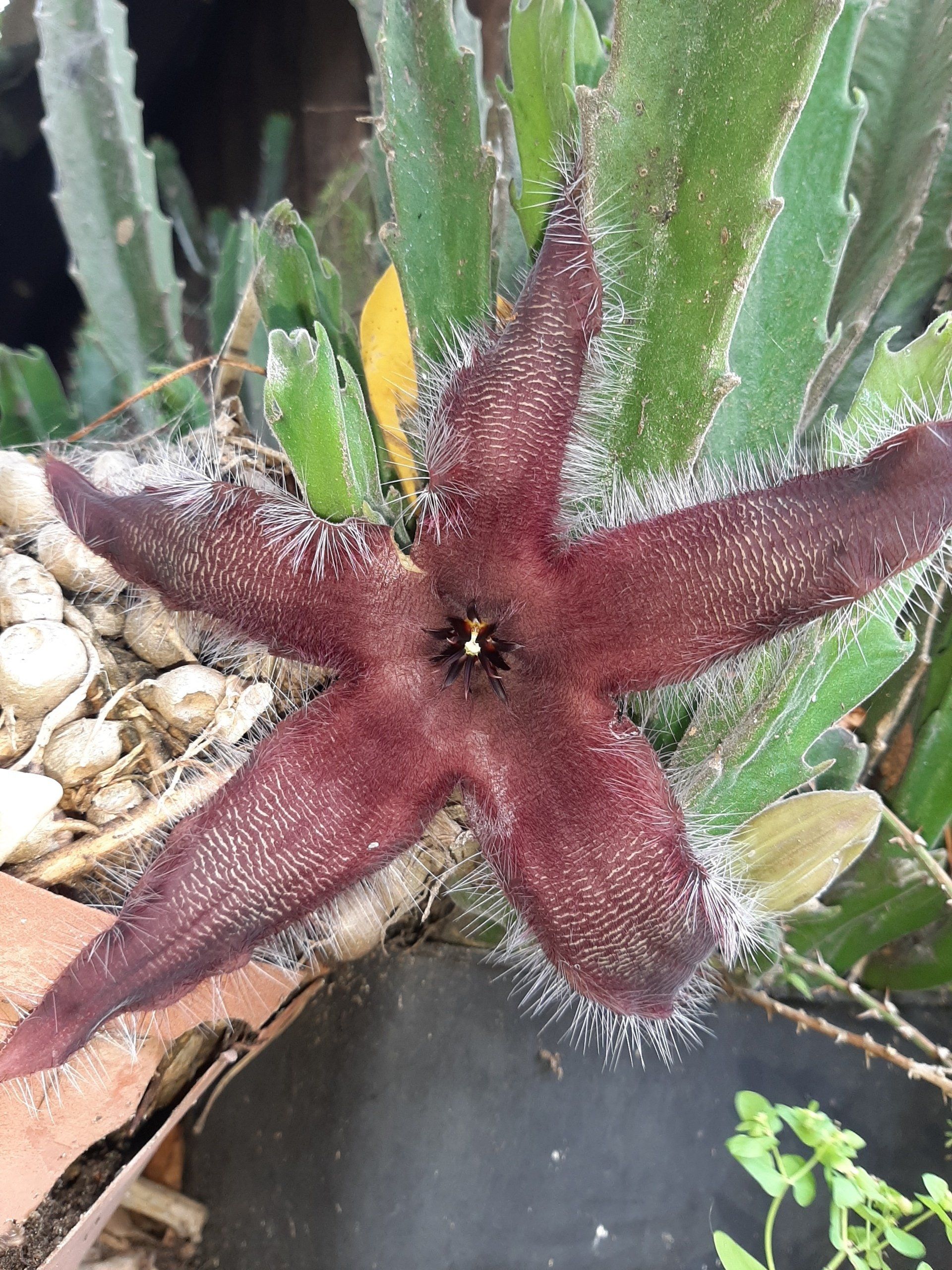 A close up of a star shaped flower surrounded by green leaves.