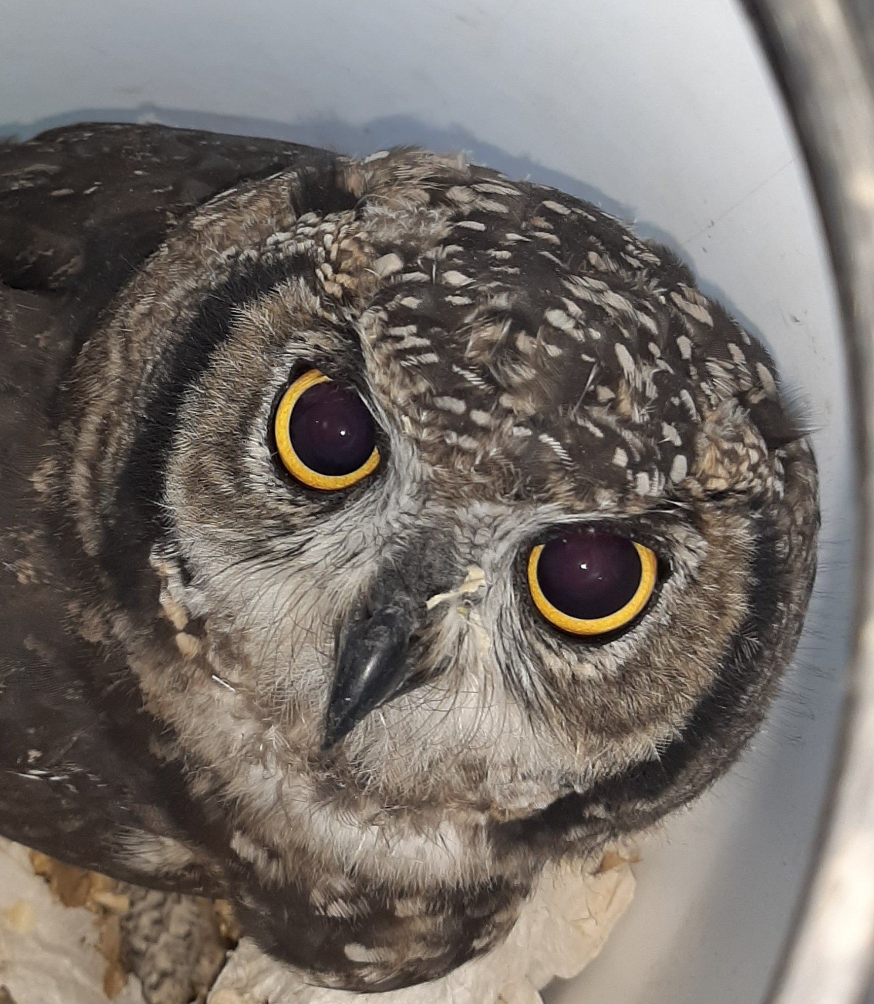 A close up of an owl with yellow eyes