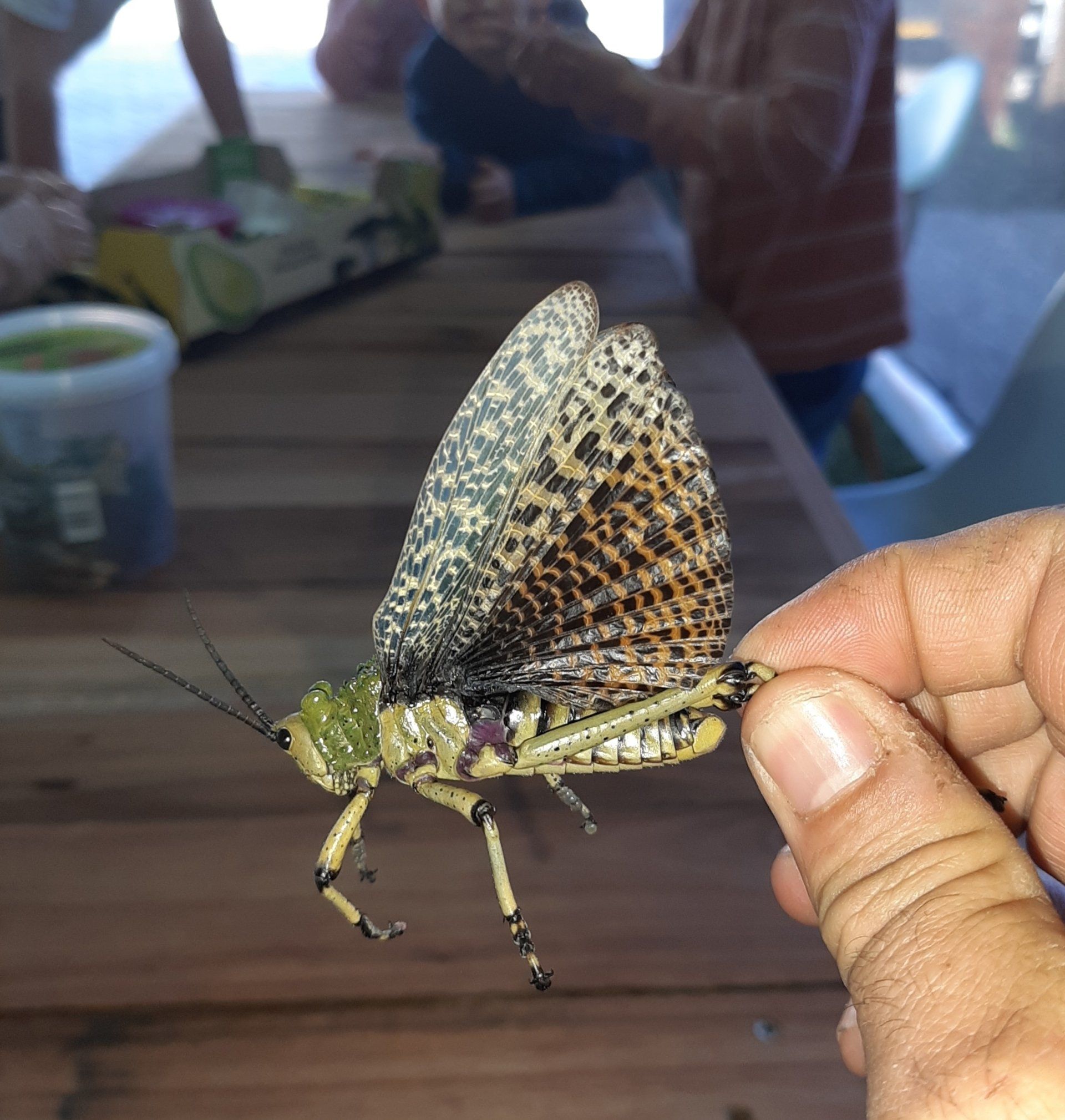A person is holding a grasshopper with a butterfly wing