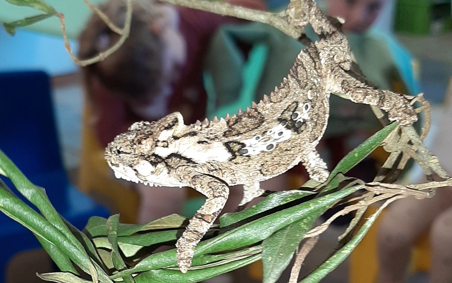 A chameleon is sitting on a green plant branch.