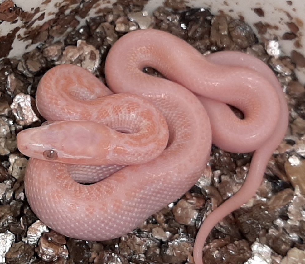 A pink snake is laying on a pile of rocks