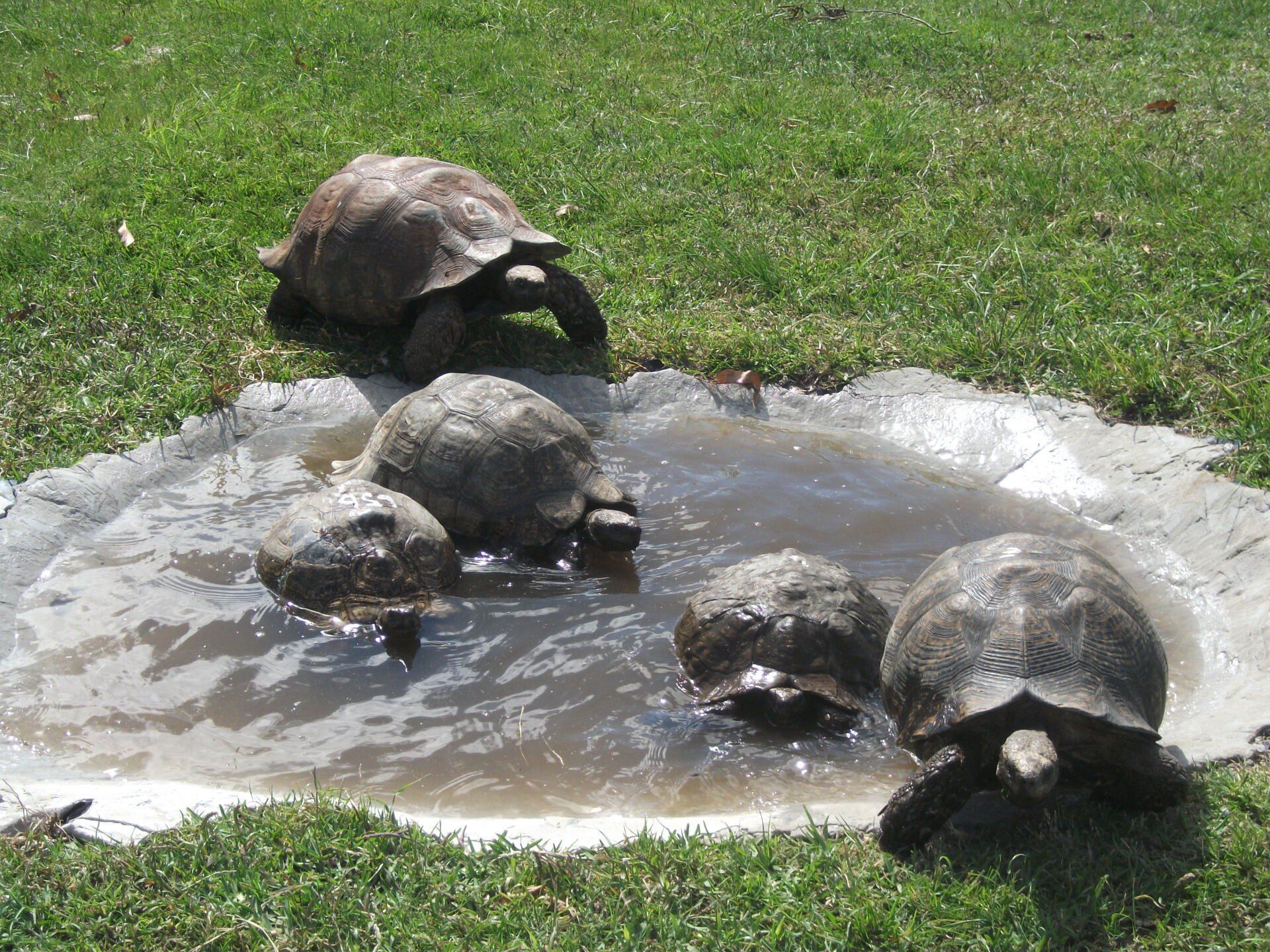 A group of turtles are swimming in a puddle of water
