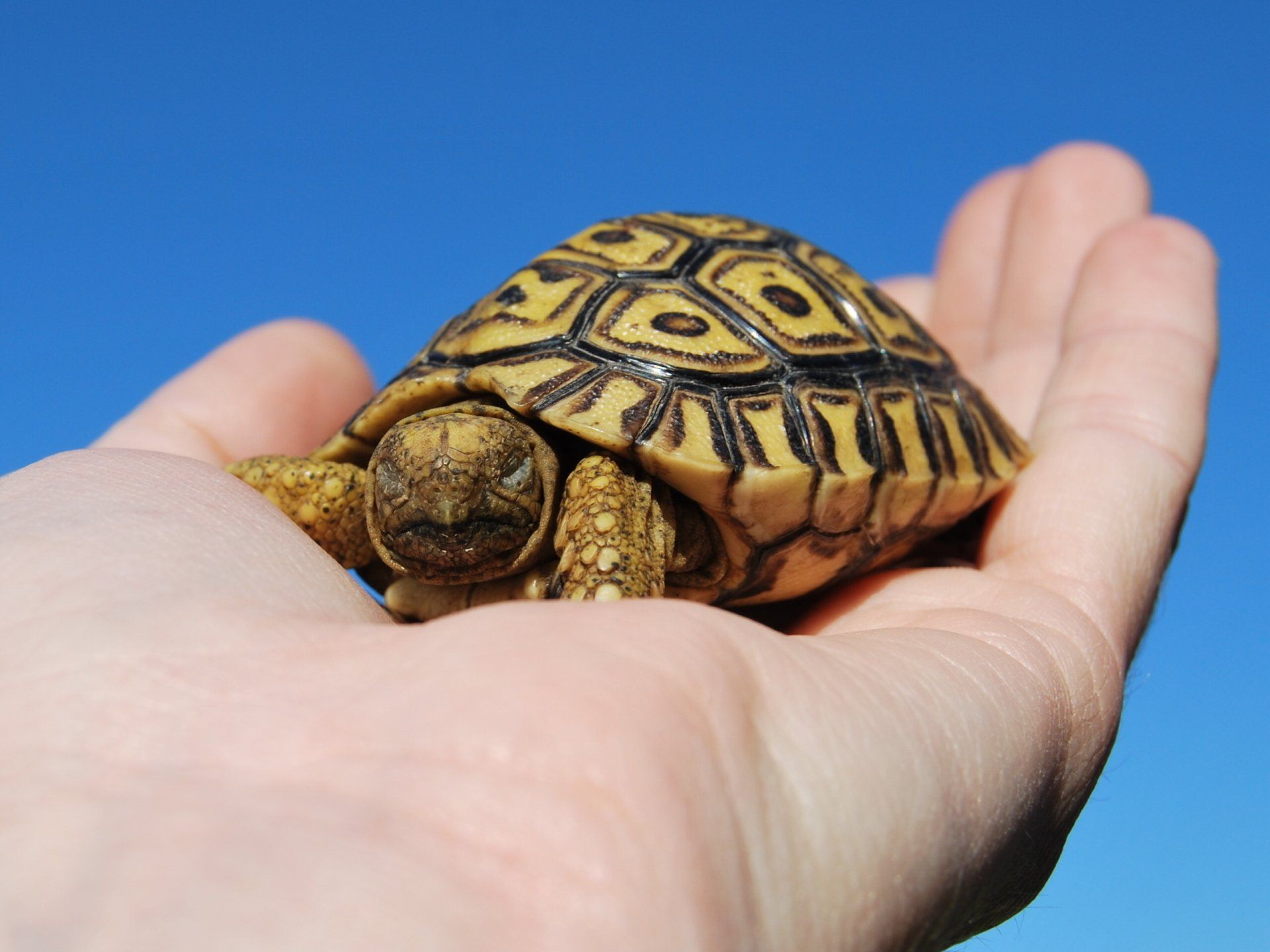 A person is holding a small tortoise in their hand