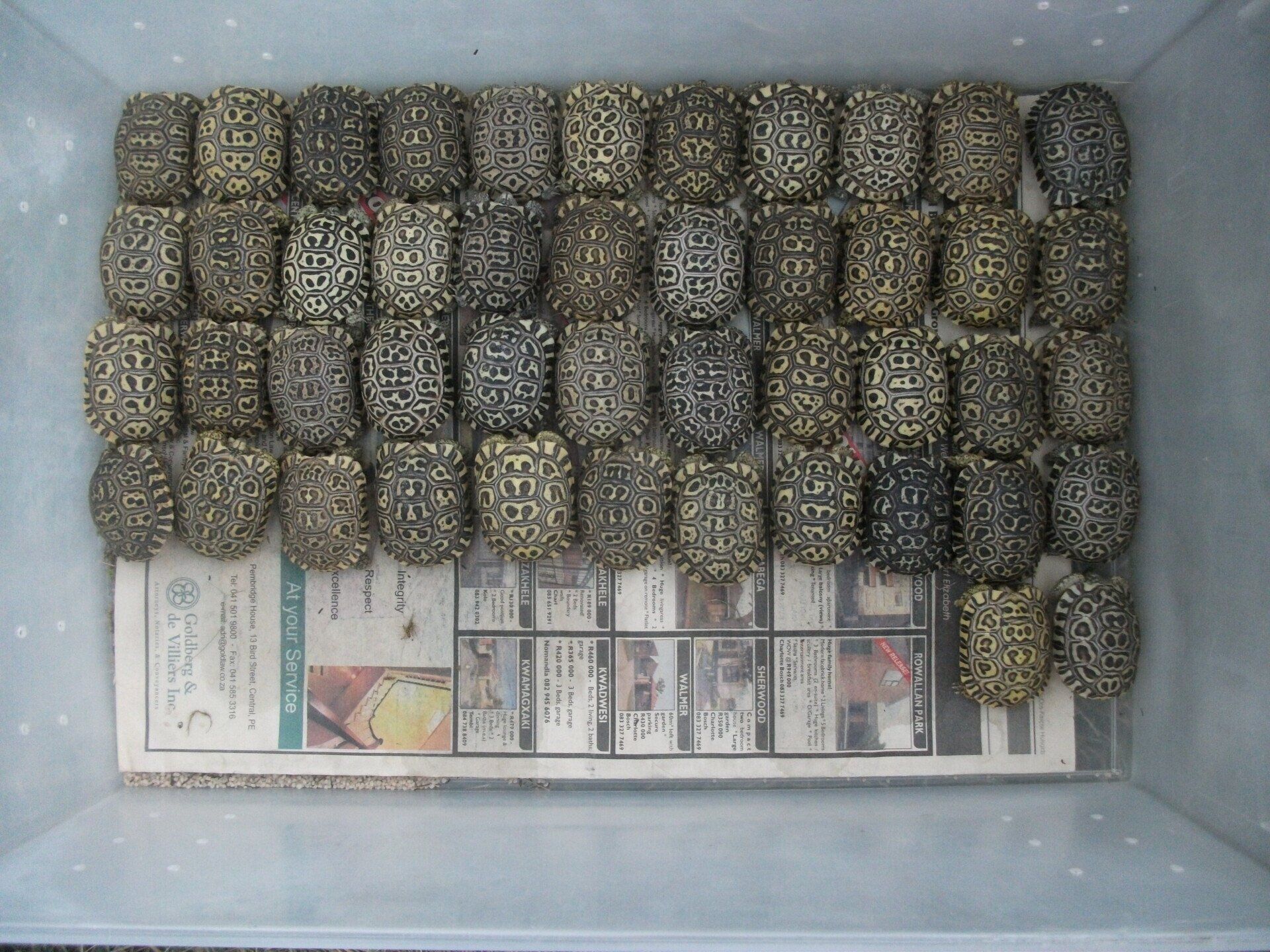 A plastic container filled with a bunch of beads and a newspaper with the number 5 on it