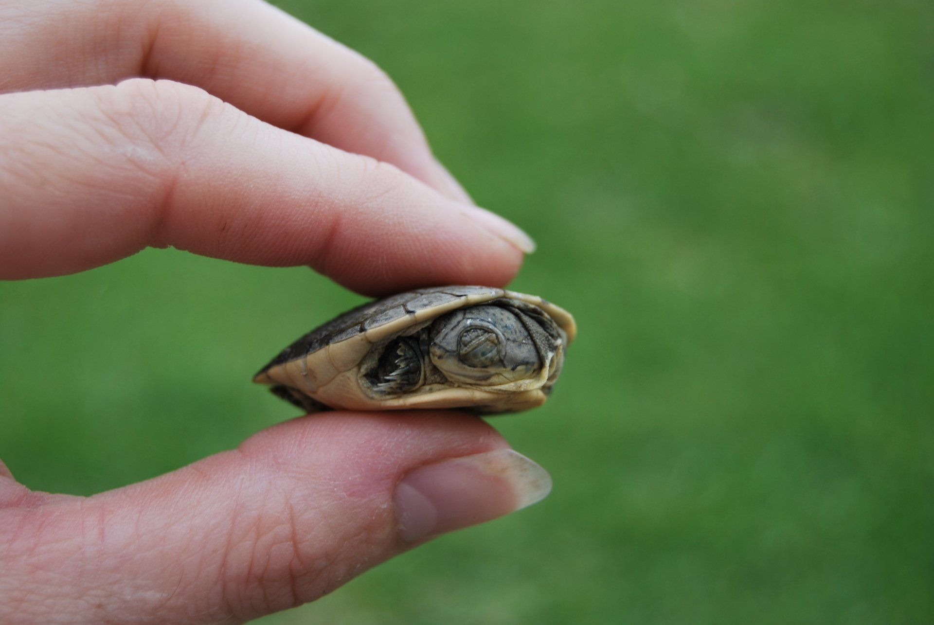 A person is holding a small turtle in their hand.