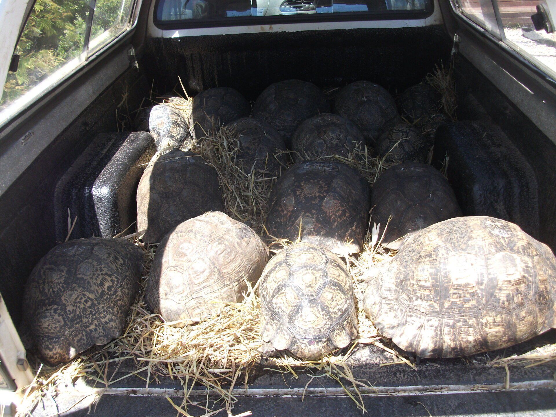 A bunch of turtles are in the back of a truck