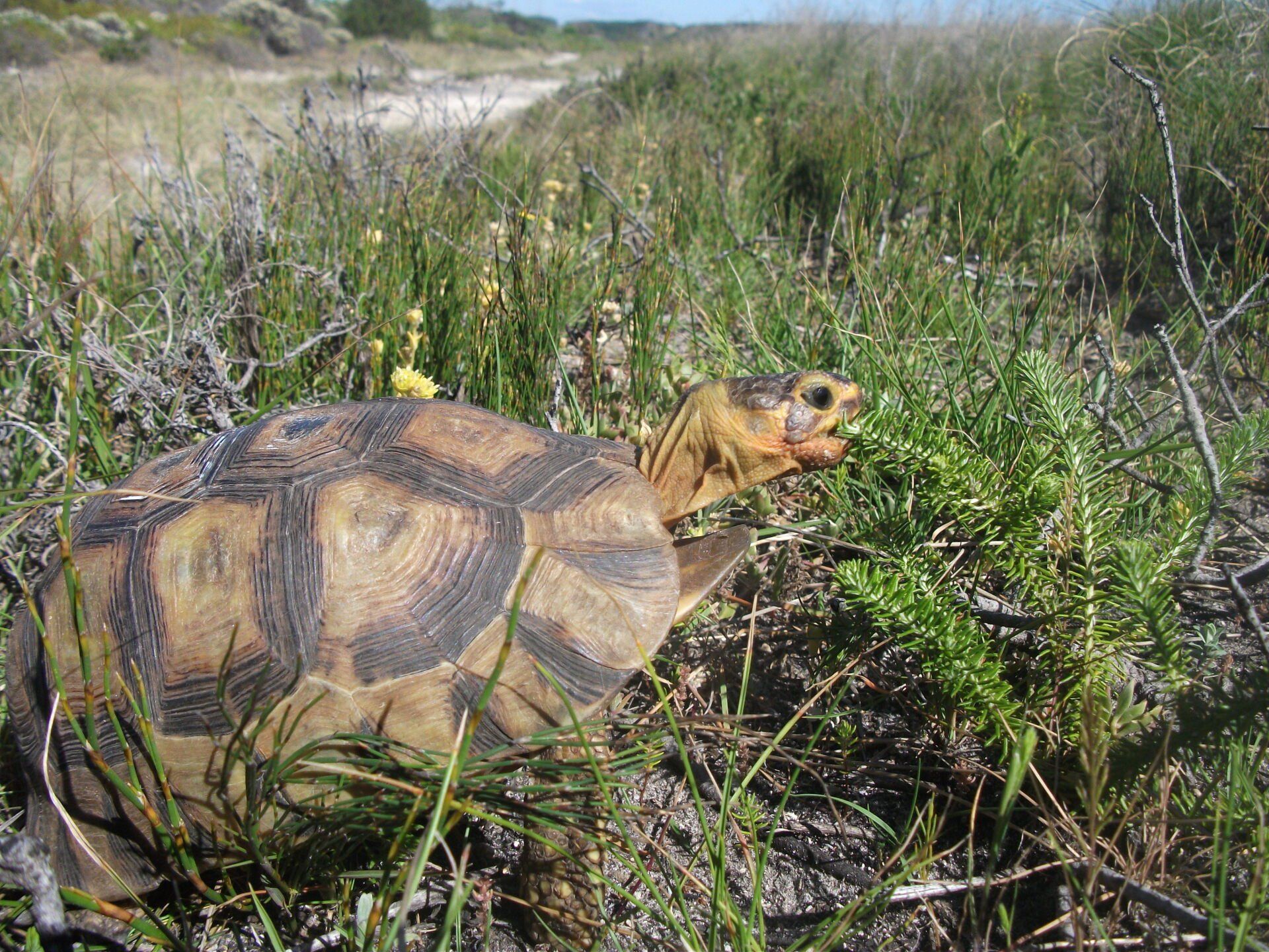 Tortoise Sanctuary | Sandula Conservation