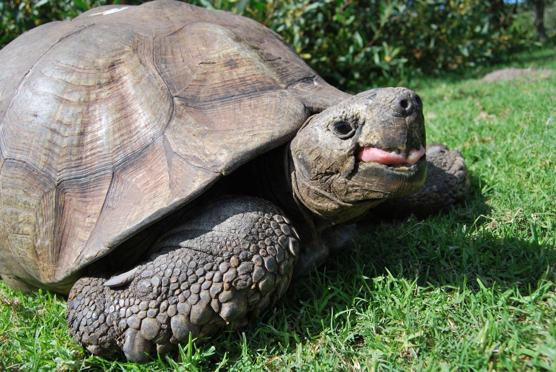 A turtle is laying in the grass with its tongue out.