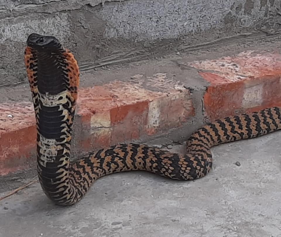 A snake is laying on the ground next to a brick wall