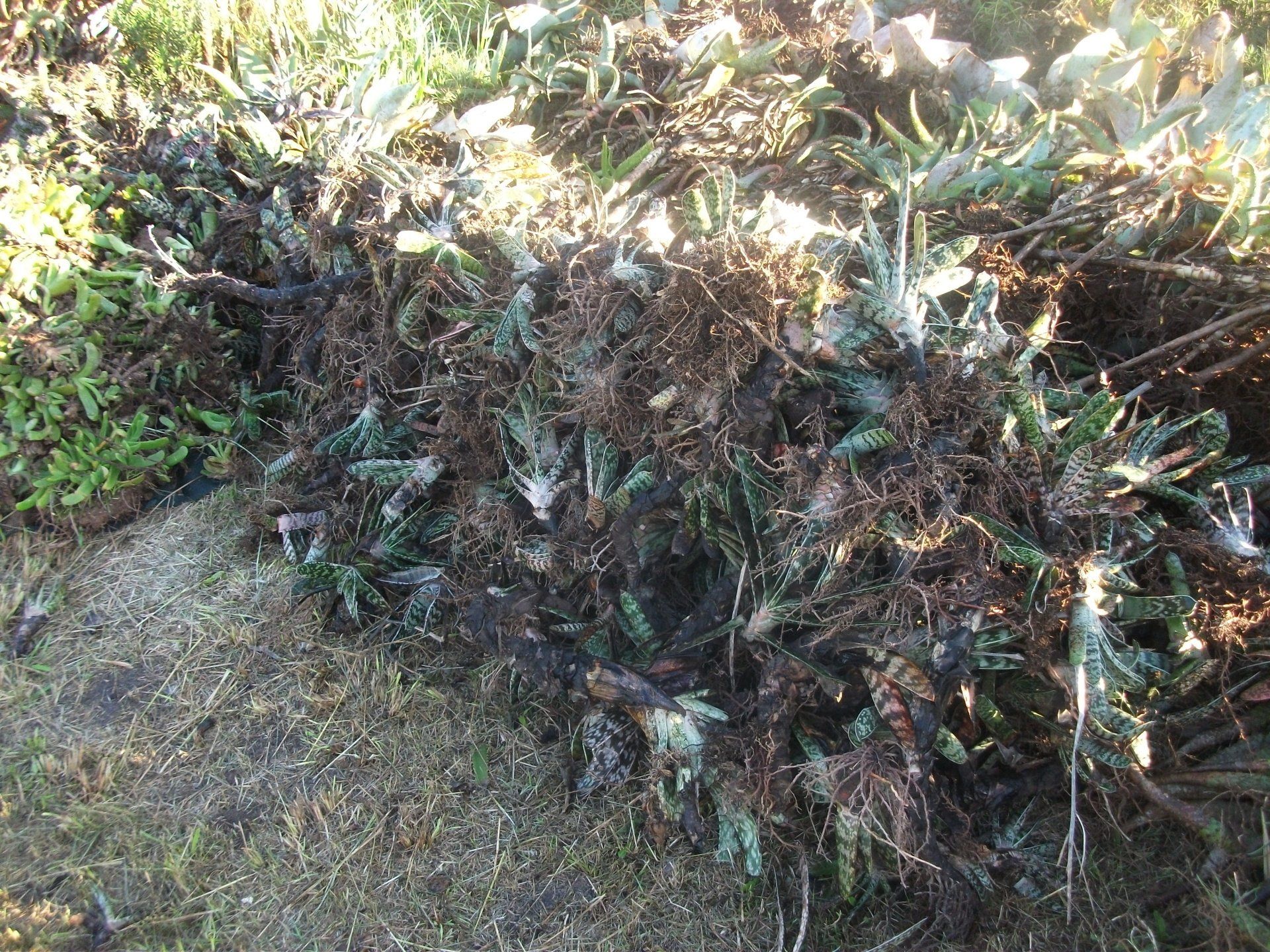 A pile of branches and leaves laying on the ground.