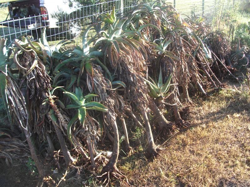 A bunch of plants are laying on the ground in front of a fence