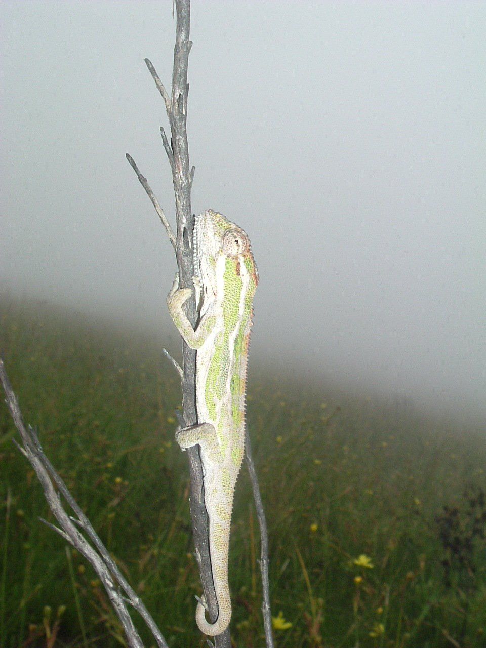 A lizard is hanging from a tree branch in the fog