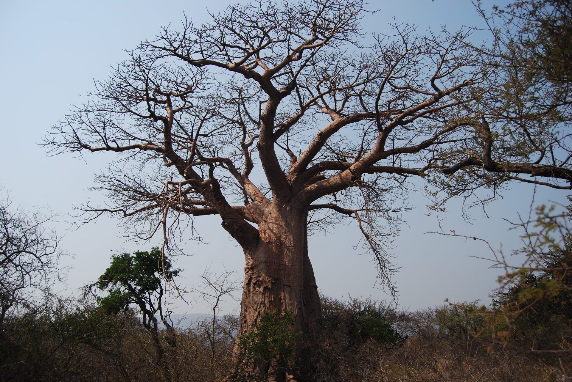 A tree with a lot of branches without leaves