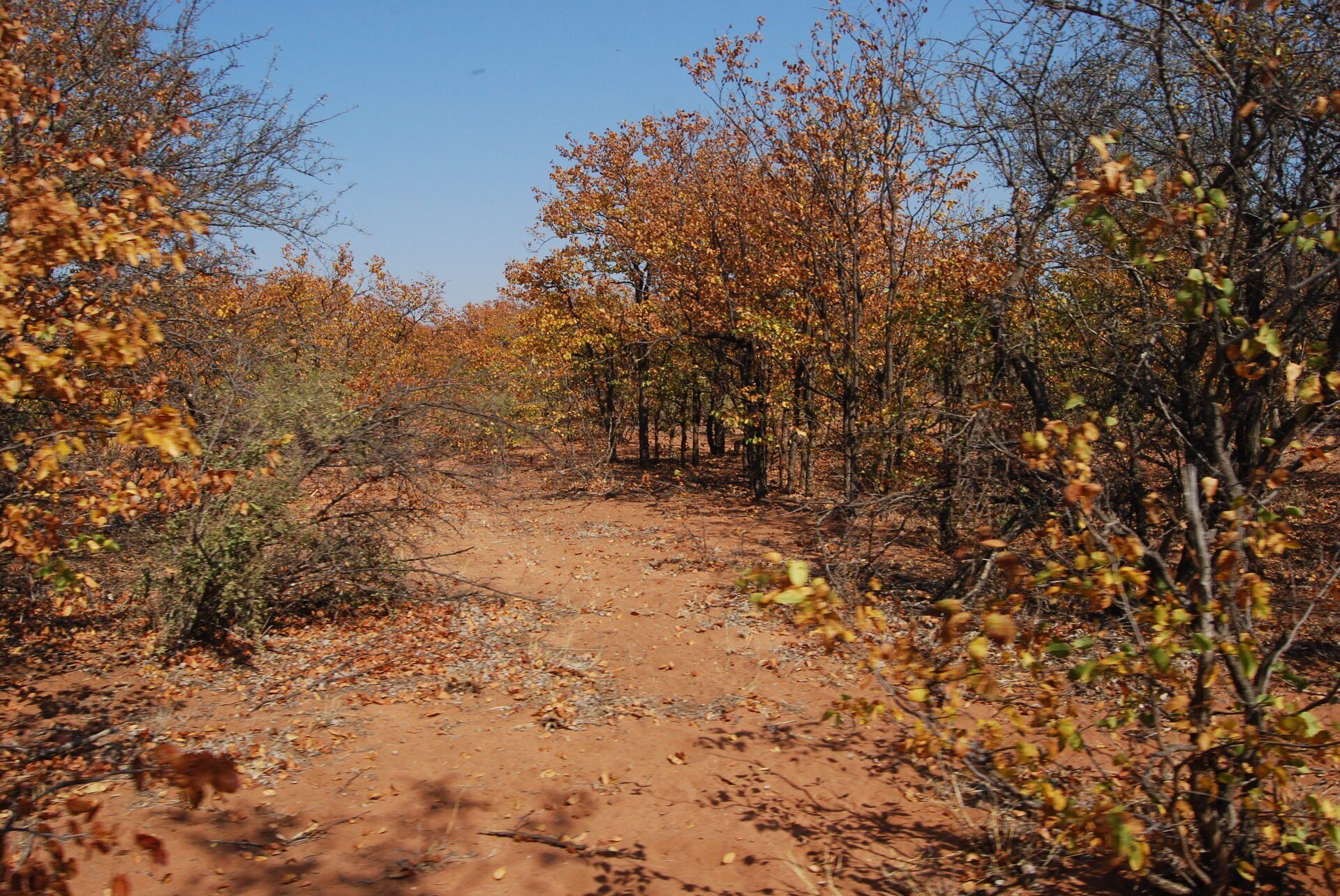 A dirt road in the middle of a forest