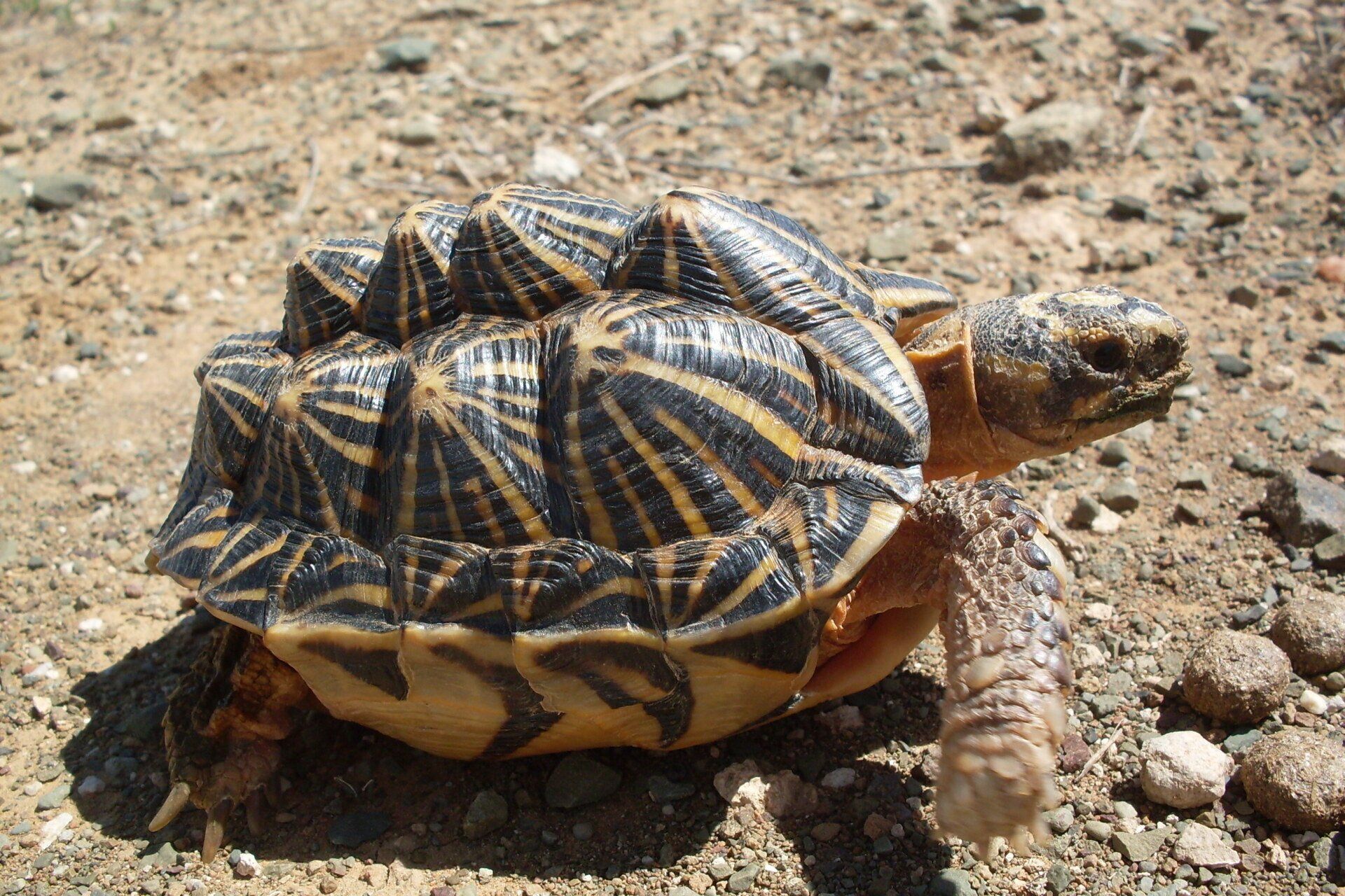 A small turtle is walking on a dirt road