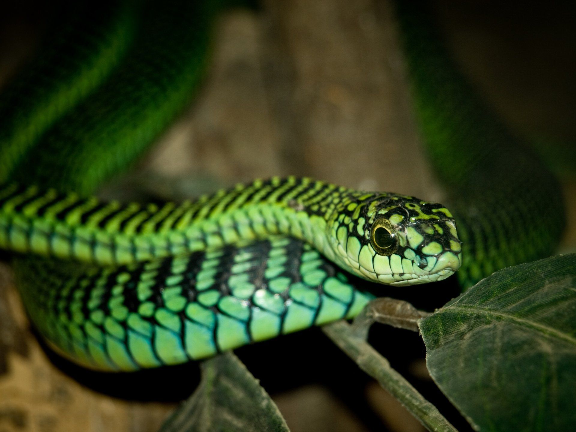 A close up of a green and black snake on a branch