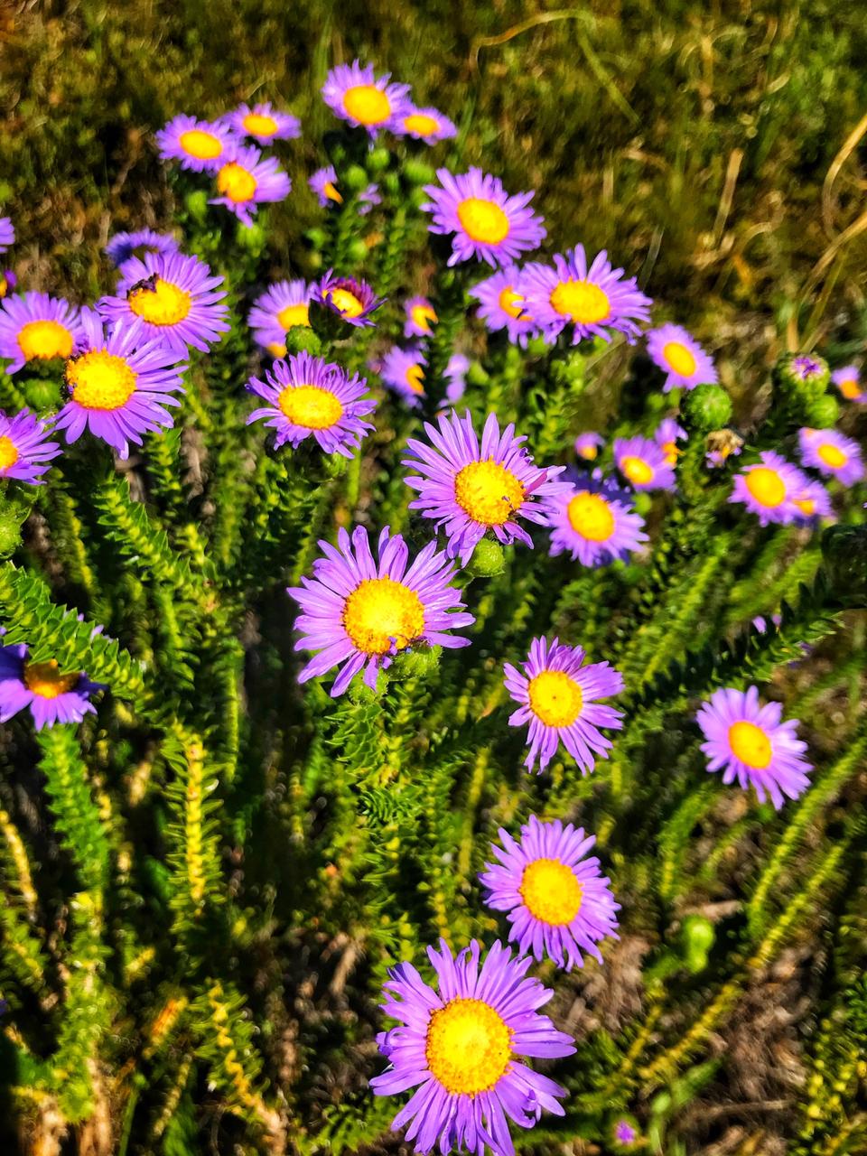 A bunch of purple flowers with yellow centers are growing in the grass.