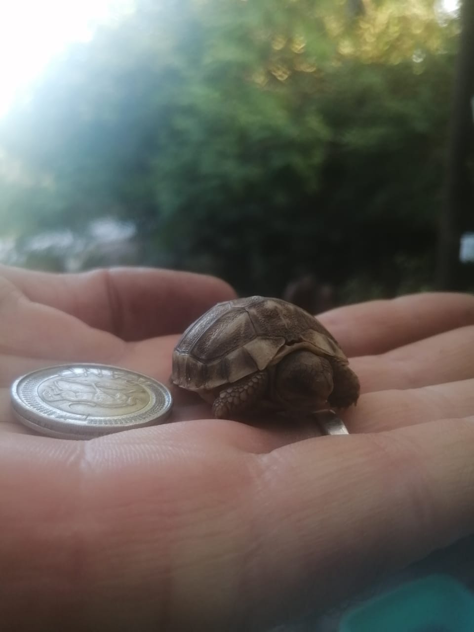 A person is holding a small turtle and a coin in their hand.