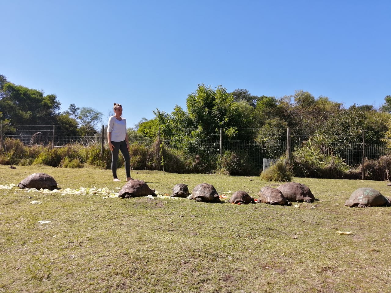 A man is standing next to a group of turtles in a field.