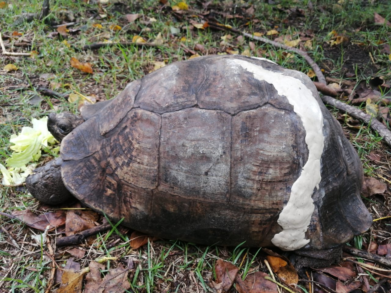 A turtle with a white stripe on its shell is eating lettuce